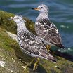 Surfbird